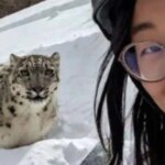 El selfie de una turista segundos antes de que un leopardo de las nieves la ataque