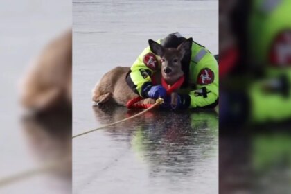 El tierno rescate de un ciervo atrapado en un lago congelado en Washington