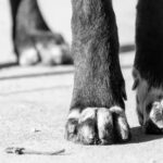 Utilizó IA para crear un tratamiento experimental y salvar a su perro del cáncer