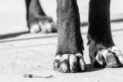 Utilizó IA para crear un tratamiento experimental y salvar a su perro del cáncer