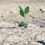 Científicos chinos crean plantas modificadas genéticamente para brillar como las de Avatar
