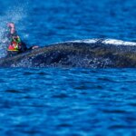 Una ballena jorobada muerta en la costa danesa de Anholt