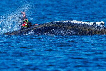 Una ballena jorobada muerta en la costa danesa de Anholt