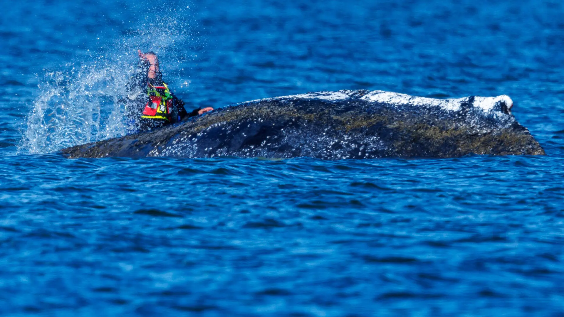 Una ballena jorobada muerta en la costa danesa de Anholt