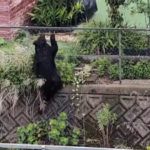Un oso en los arbustos de una vivienda en Utsonomiya, Japón