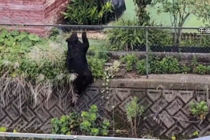 Un oso en los arbustos de una vivienda en Utsonomiya, Japón