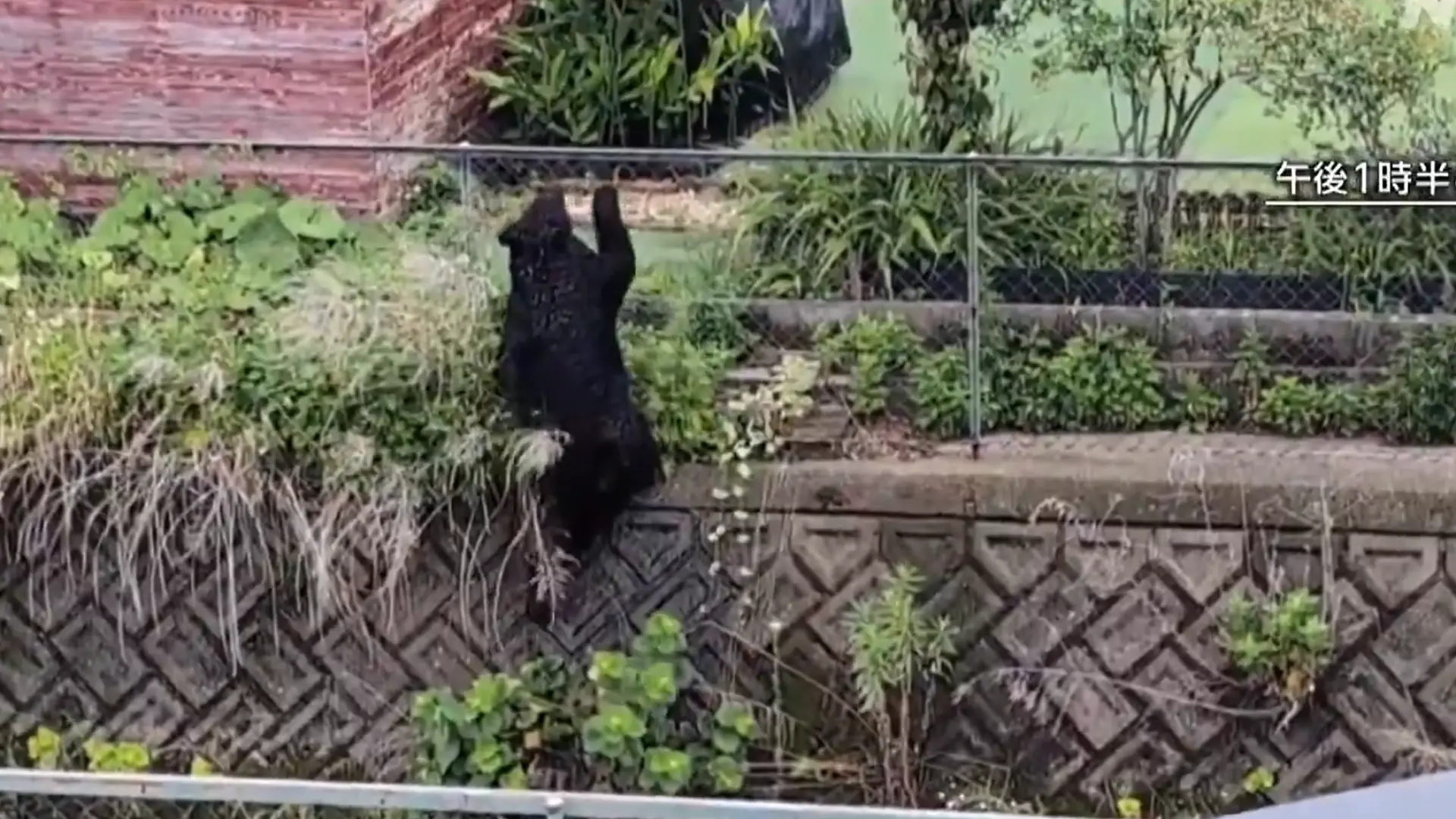 Un oso en los arbustos de una vivienda en Utsonomiya, Japón