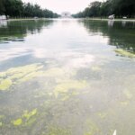 El Estanque Reflectante del Monumento a Lincoln con agua verde por un brote de algas