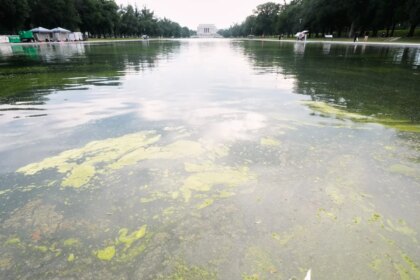 El Estanque Reflectante del Monumento a Lincoln con agua verde por un brote de algas