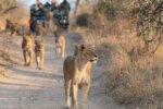 Imagen de una escena de crimen en el Parque Nacional Kruger con policías trabajando en la zona
