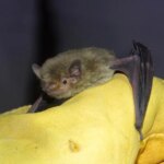 Murciélago cerca de niño dormido, riesgo invisible de rabia sin heridas