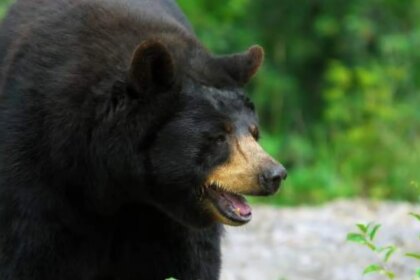 Oso negro asiático frente a una casa en Shizukuishi, Japón, buscando comida en zonas urbanas