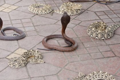 Calle inundada en Hengzhou con serpientes venenosas escapadas tras el tifón Maysak